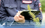 На территории Грайворонского округа с мая по сентябрь проводится комплексная оперативно-профилактическая операция «МАК-2025».